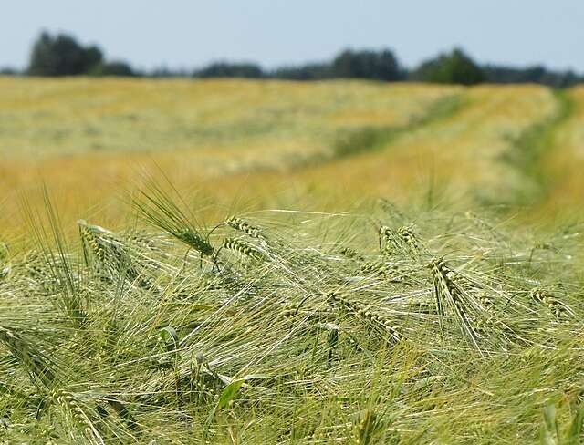 Ohrapelto vilja tahkat