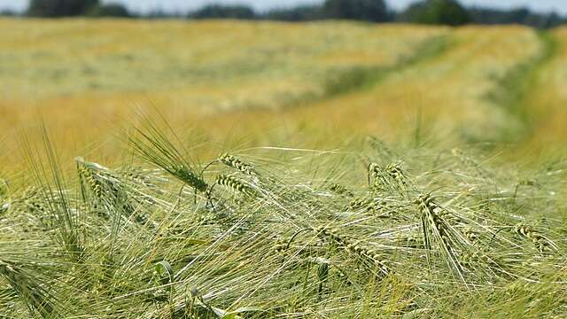 Ohrapelto vilja tahkat